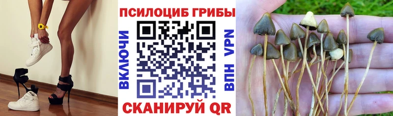 купить наркотики цена  Бакал  Псилоцибиновые грибы прущие грибы 